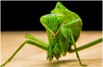 praying mantis