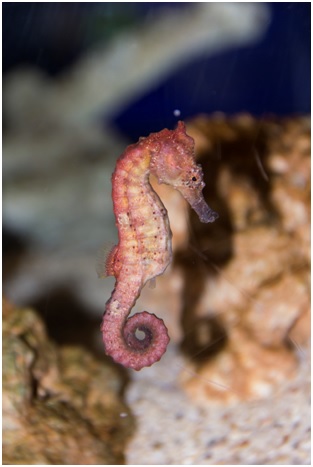 seahorse