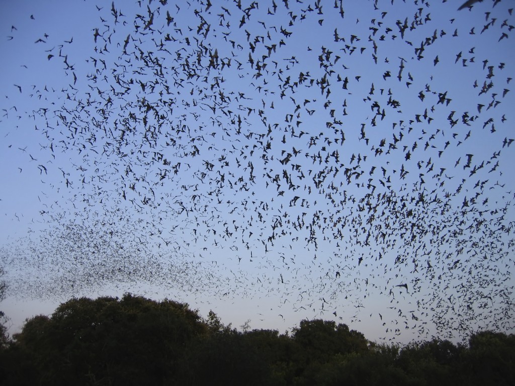 Bats flying in the sky - iStock_000000741781_Large
