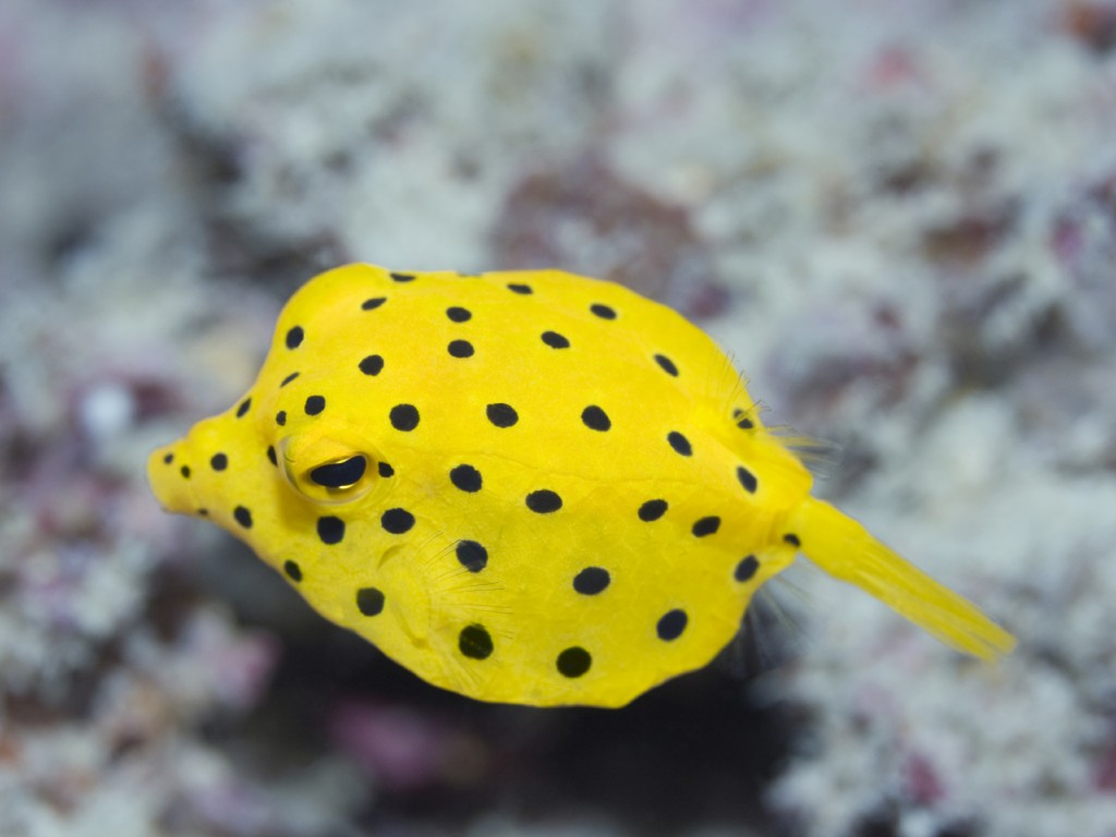 Black-spotted boxfish