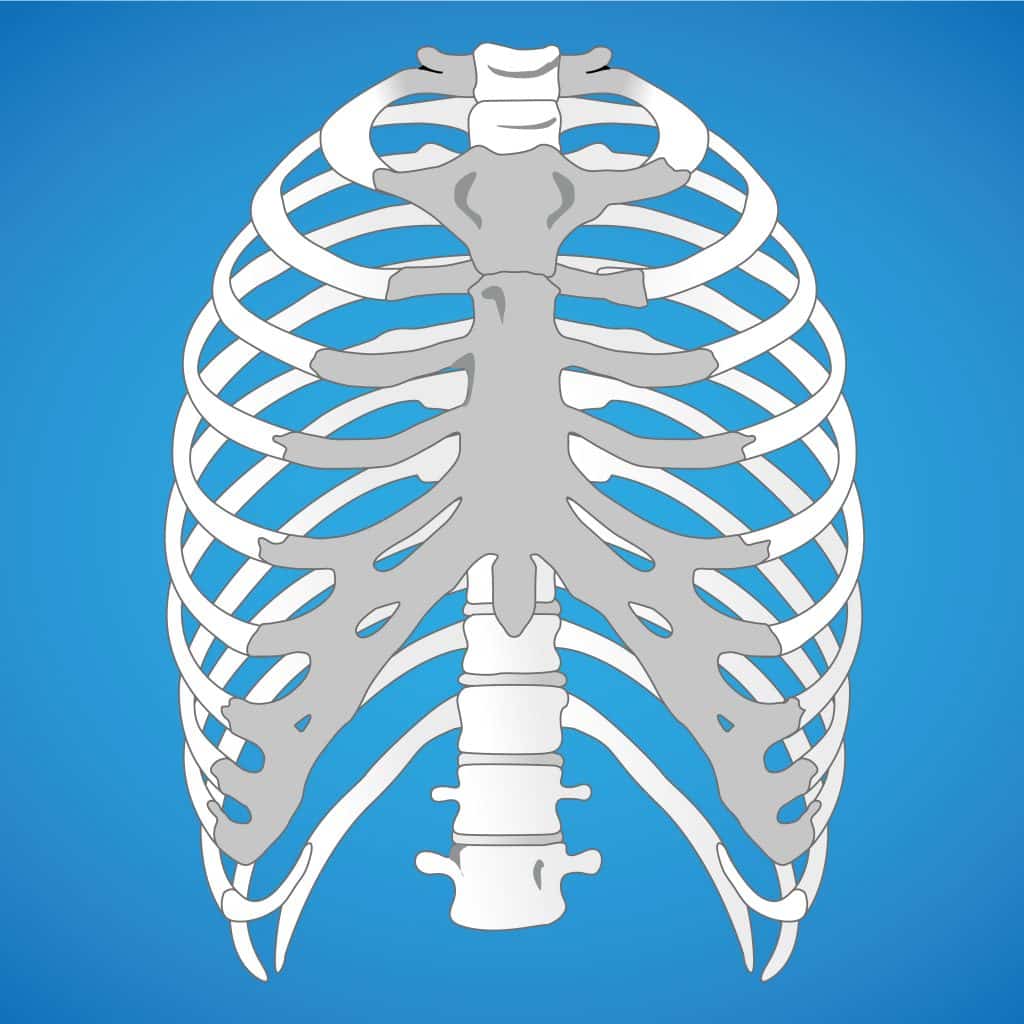 Rib Cage