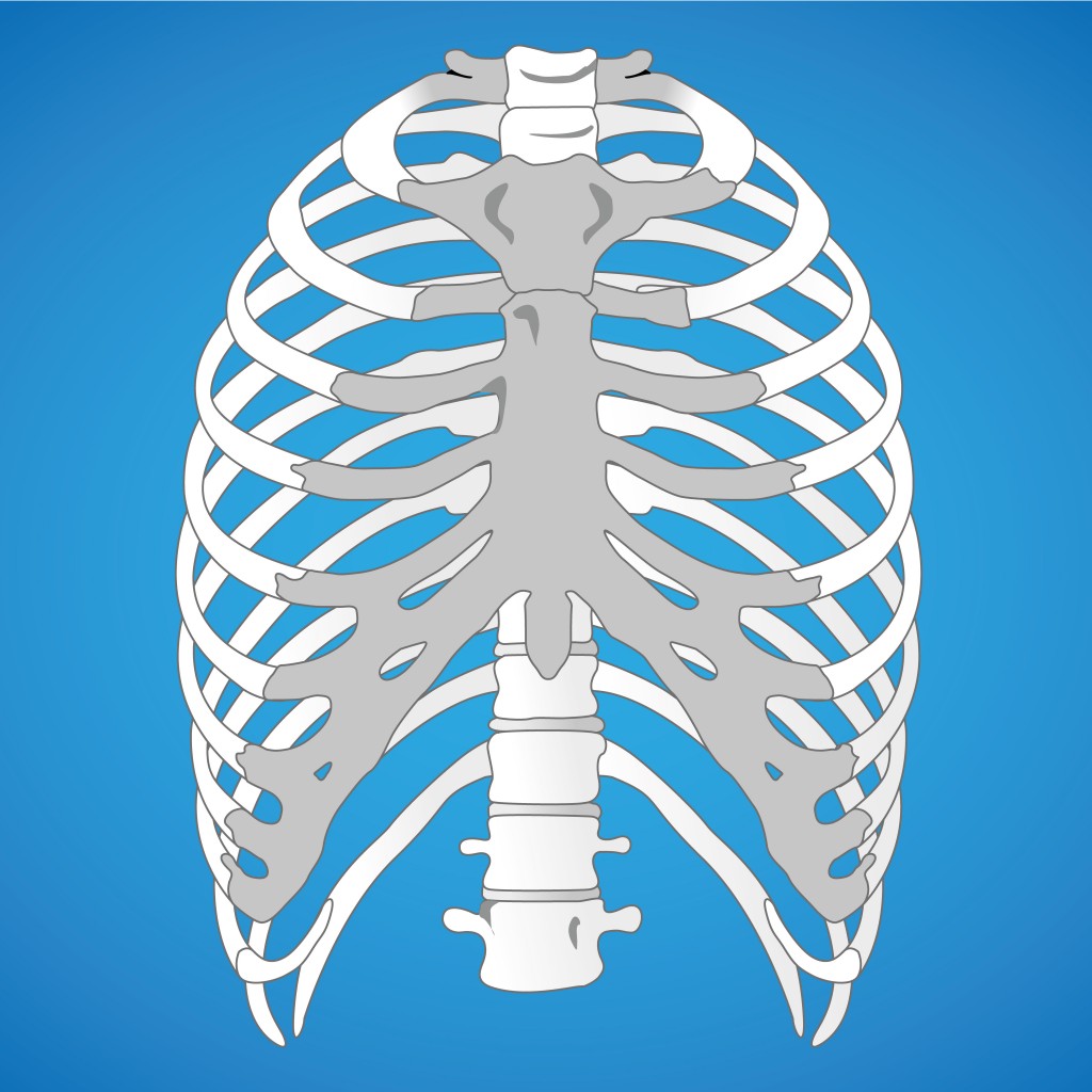 Rib Cage