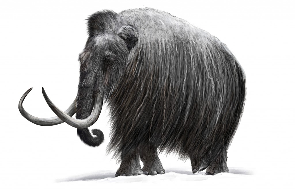 Woolly Mammoth