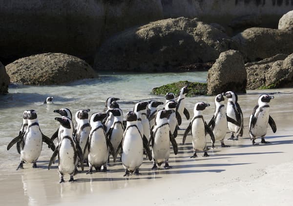 group of penguins