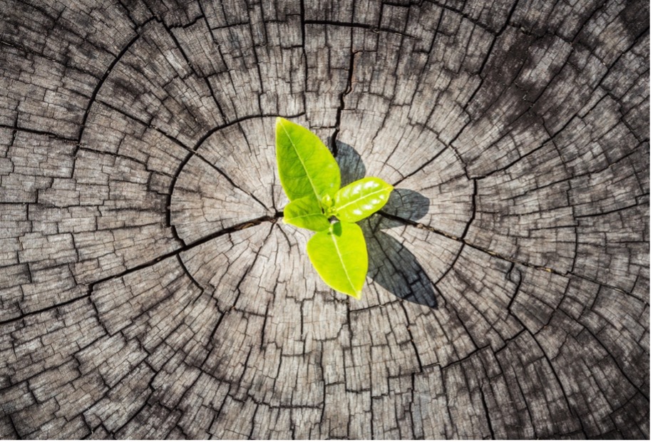 A green plant growing from a tree stump